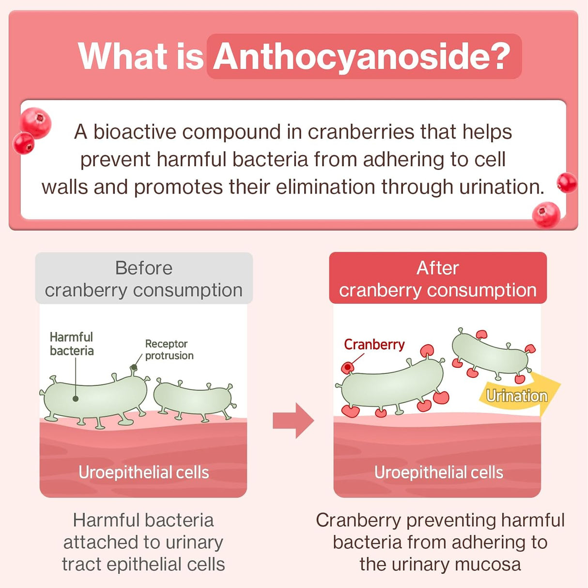 Dr.by UT Care Cat UTI Kidney Support Urinary Supplement 30 Paquetes