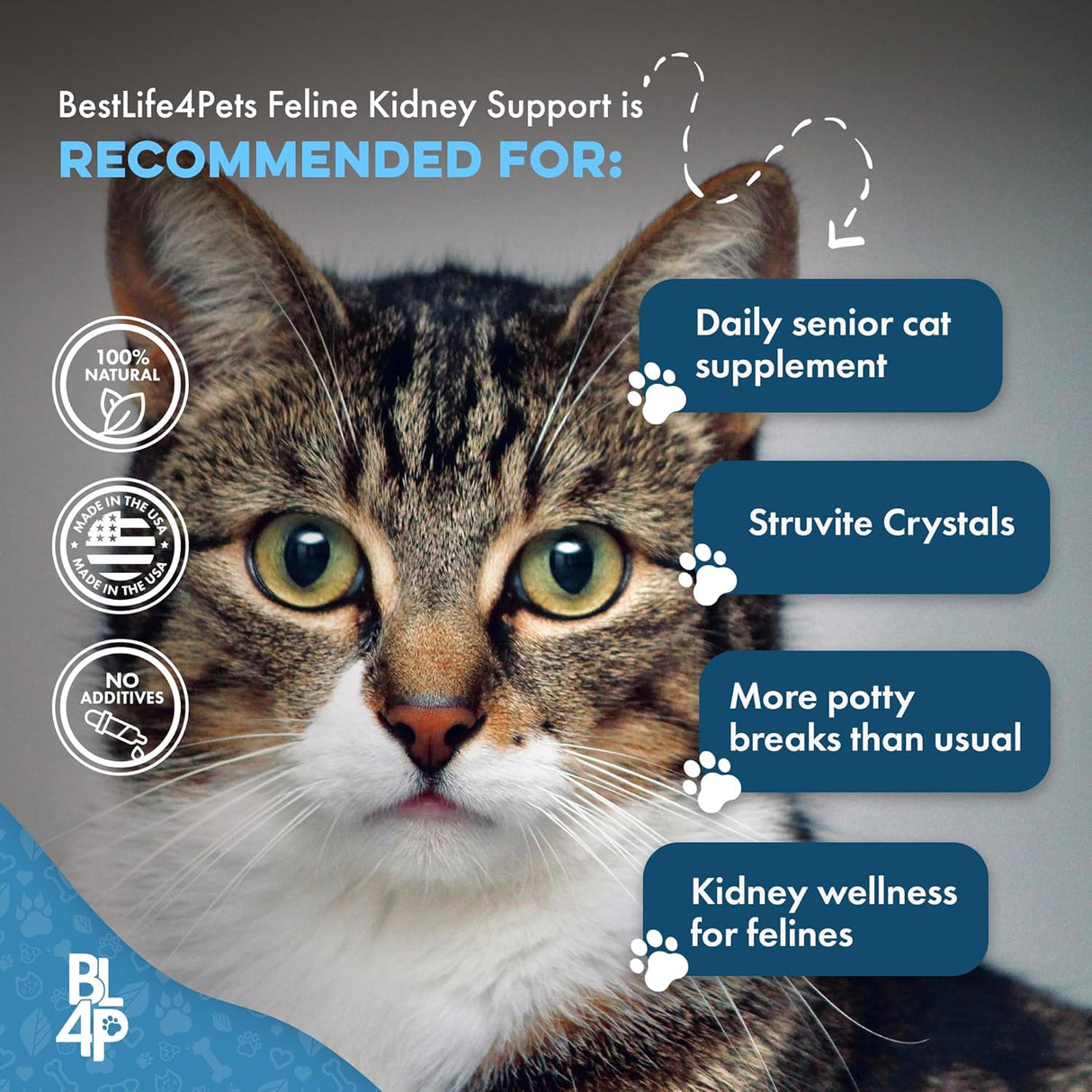 BestLife4Pets Cat UTI Remedy & Kidney Support for Cats 400 Tabletas