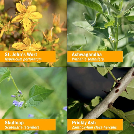 HERB PHARM - Herb Pharm Good Mood Liquid Herbal Formula with St. John's Wort 4 Fl.Oz. - The Red Vitamin MX - Suplementos Alimenticios - {{ shop.shopifyCountryName }}